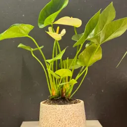 Anthurium Flower Plant